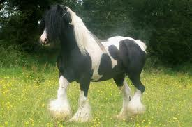 Gypsy Cob Horse